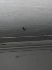 Dicromantispa interrupta