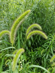 Setaria viridis major