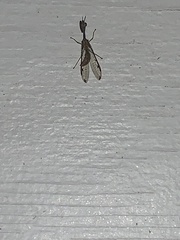 Dicromantispa interrupta