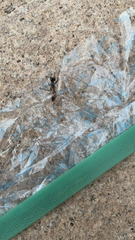 Sphecidae