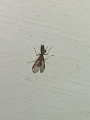 Dicromantispa interrupta