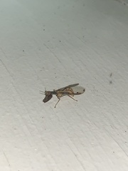 Dicromantispa interrupta