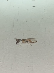 Dicromantispa interrupta