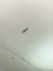 Dicromantispa interrupta