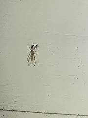 Dicromantispa interrupta