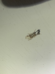 Dicromantispa interrupta