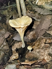 Gerronema strombodes