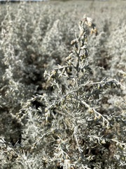 Artemisia absinthium