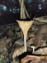 Gerronema strombodes