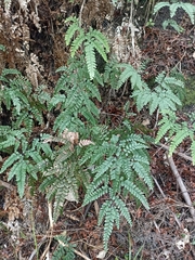 Adiantum cunninghamii