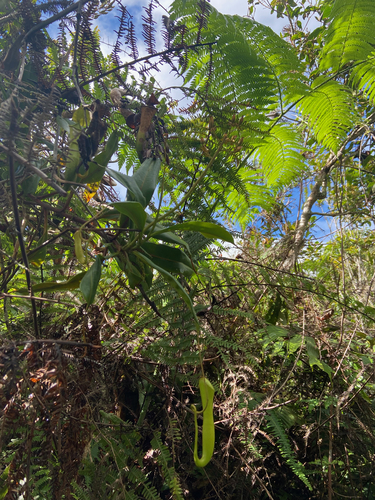 Nepenthes alata