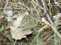 Polyommatus