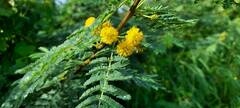 Vachellia nilotica