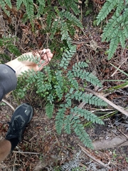 Adiantum cunninghamii