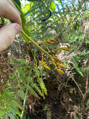 Nepenthes copelandii