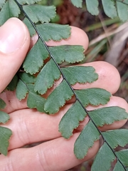 Adiantum cunninghamii