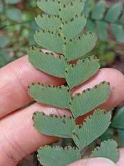 Adiantum cunninghamii