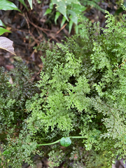 Hymenophyllum