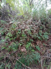 Adiantum cunninghamii