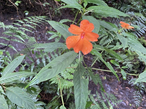 Impatiens hawkeri