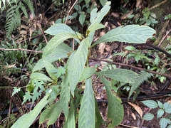 Didymocarpoideae