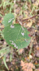 Aceria varia