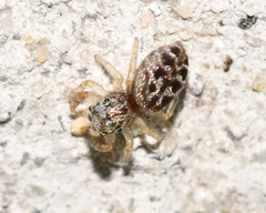 Pelegrina proterva
