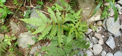 Pteris setulosocostulata