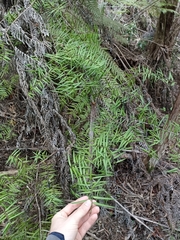 Podocarpus laetus