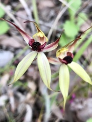 Caladenia macrostylis