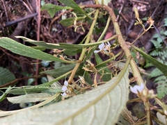 Didymocarpoideae