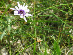 Catananche caerulea