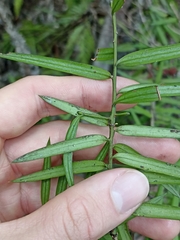 Podocarpus laetus