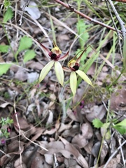 Caladenia macrostylis