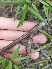 Podocarpus laetus