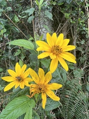 Bidens rubifolia