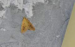 Achyra nudalis
