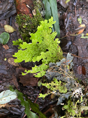 Lobariaceae