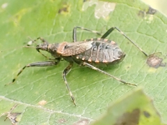 Himacerus apterus