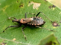 Himacerus apterus