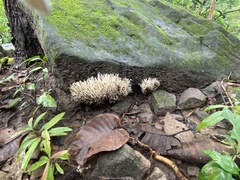 Clavariaceae
