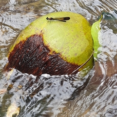 Heliocypha bisignata
