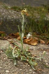 Helichrysum luteoalbum