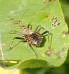 Himacerus apterus