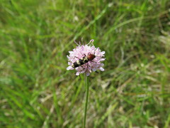 Chlorophorus trifasciatus