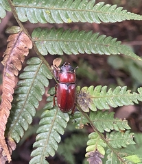 Prosopocoilus