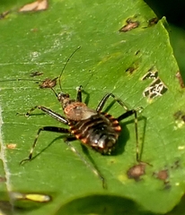 Himacerus apterus