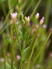Epilobium palustre