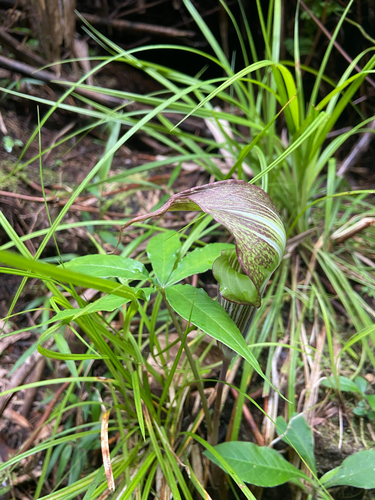 Arisaema polyphyllum