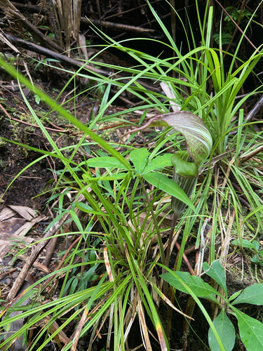 Arisaema polyphyllum, photograph 1